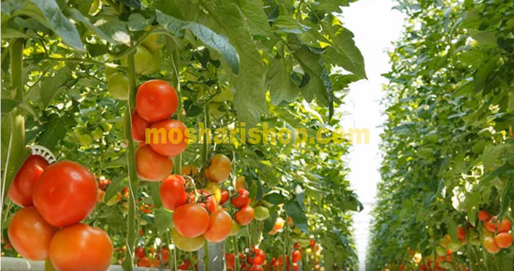 پرورش گوجه فرنگی با لامپ ال ای دی