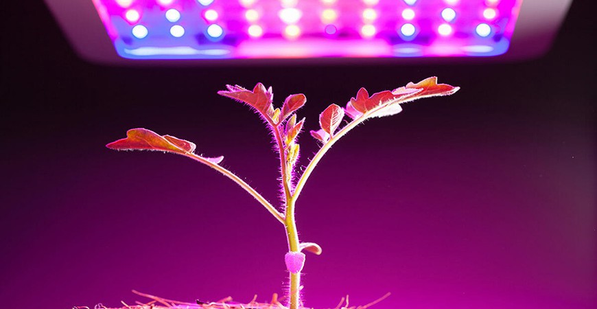 چراغ رشد گیاه ال ای دی گلنور